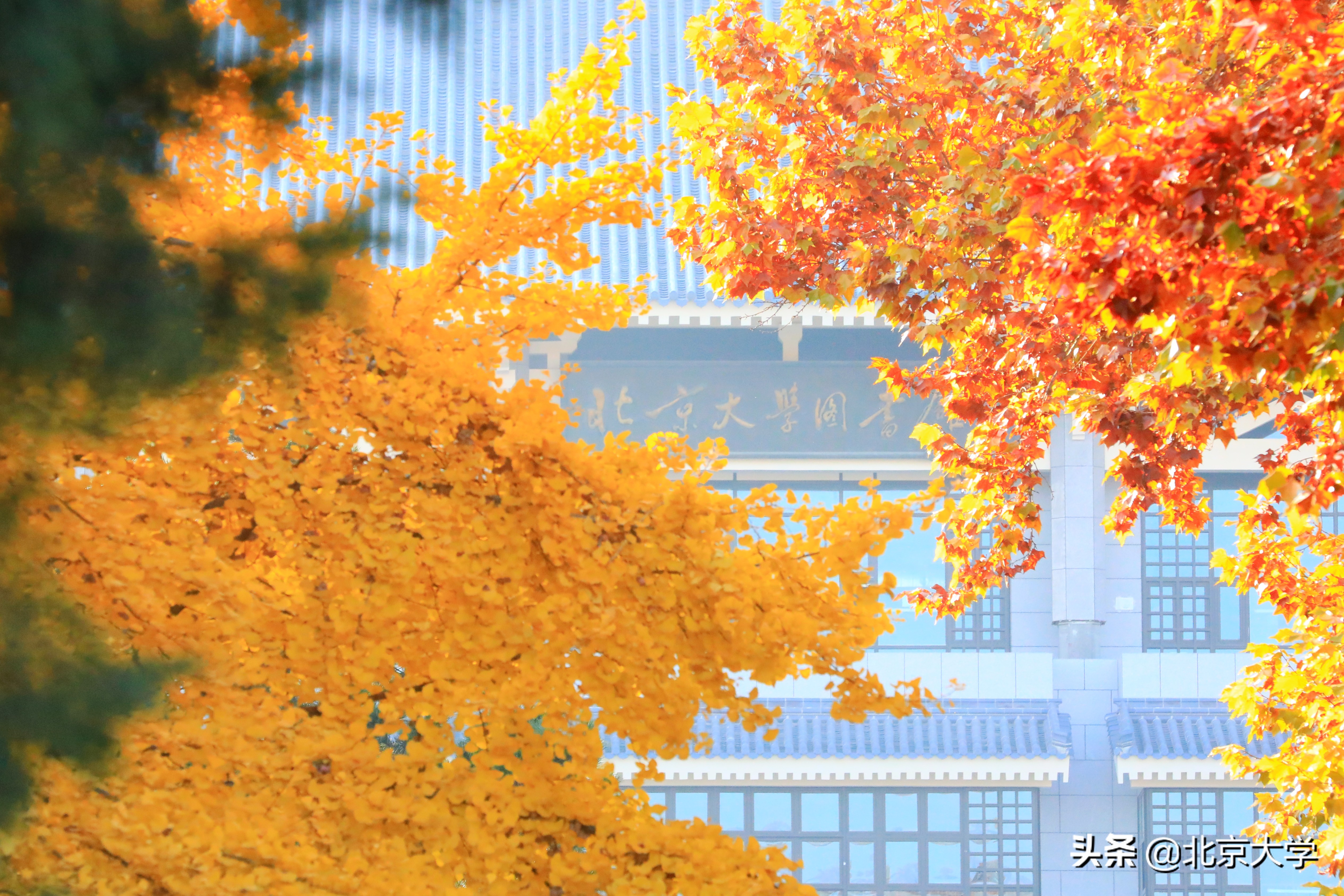 燕园图书馆知多少？北大图书馆总馆及各分馆全介绍